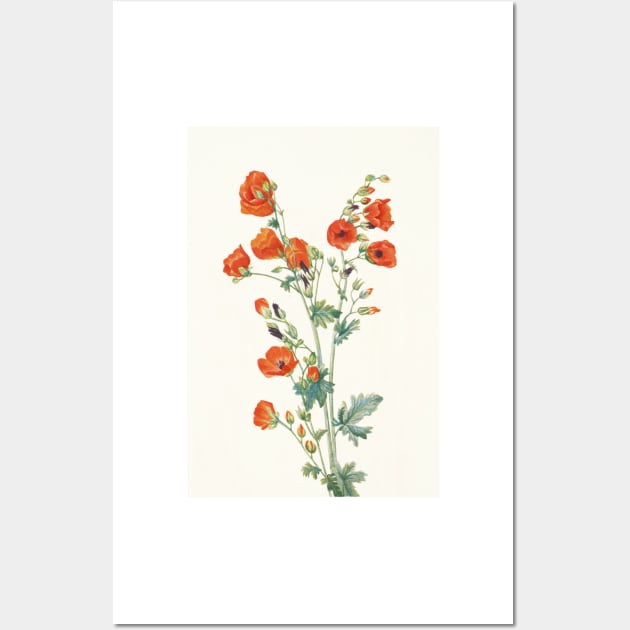 Scarlet globemallow - Botanical Illustration Wall Art by chimakingthings